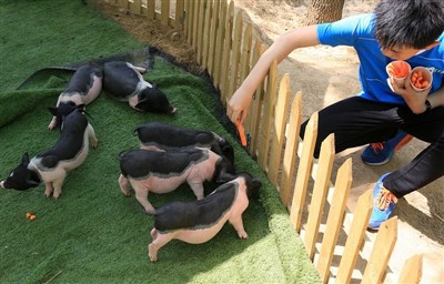 Bạn sẽ làm gì nếu Guinea Pig bị say nắng